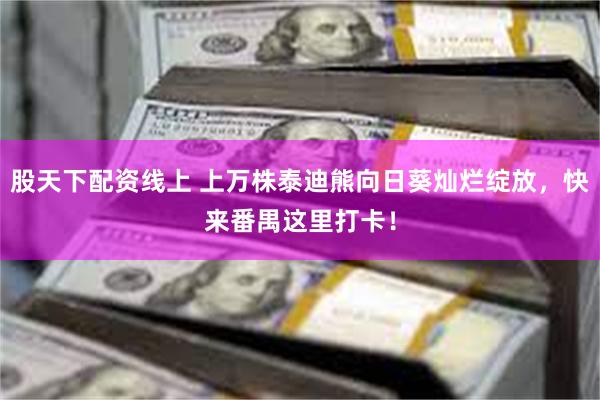 股天下配资线上 上万株泰迪熊向日葵灿烂绽放，快来番禺这里打卡！